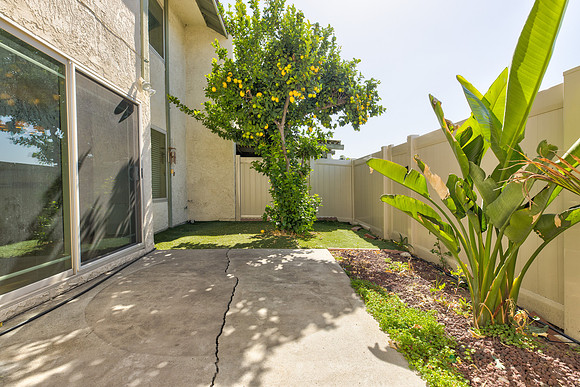Back Yard 3