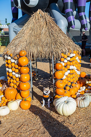 Mr. Bones Culver City Halloween Photographer-4
