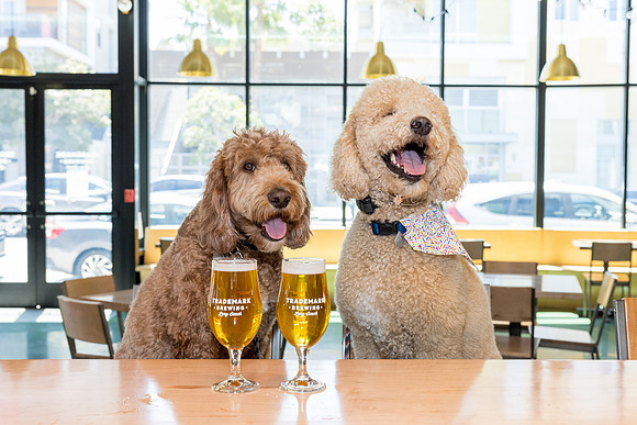 Pet Photographer Long Beach  - Trademark Brewing -048