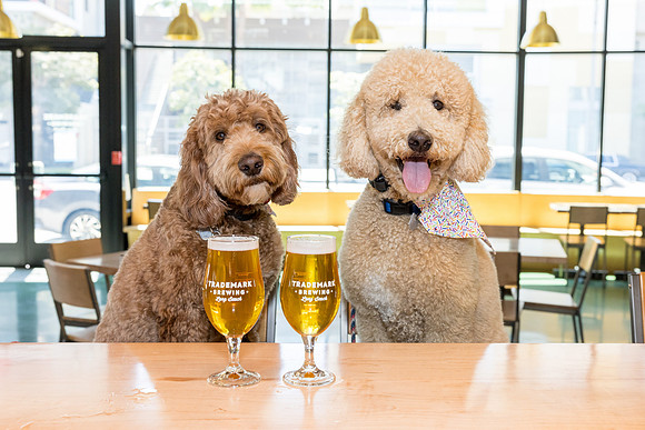 Pet Photographer Long Beach  - Trademark Brewing -050
