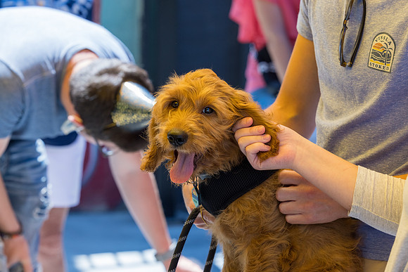 Pet Photographer Long Beach  - Trademark Brewing -121