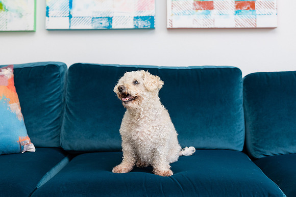 Pet Photographer Aliso Viejo - Pet Photographer Oc-131