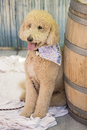 Pet Photographer Long Beach  - Trademark Brewing -073