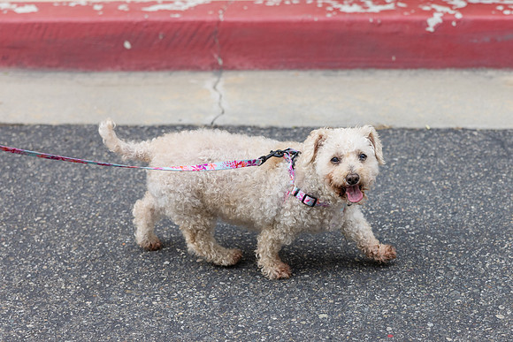 Pet Photographer Aliso Viejo - Pet Photographer Oc-106