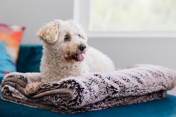 Pet Photographer Aliso Viejo - Pet Photographer Oc-122