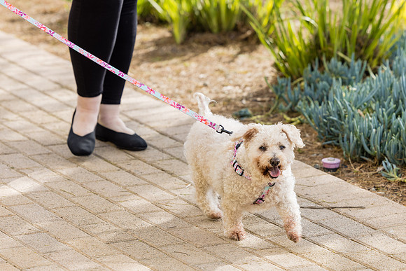 Pet Photographer Aliso Viejo - Pet Photographer Oc-088