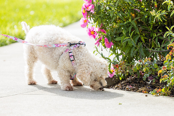 Pet Photographer Aliso Viejo - Pet Photographer Oc-059
