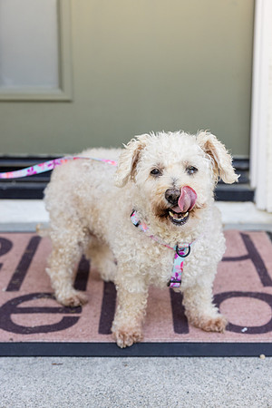 Pet Photographer Aliso Viejo - Pet Photographer Oc-003