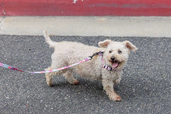 Pet Photographer Aliso Viejo - Pet Photographer Oc-108
