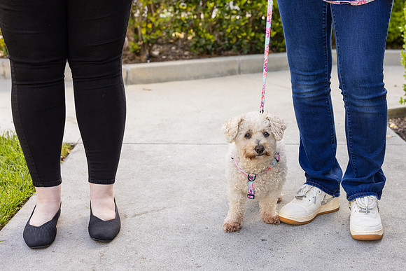 Pet Photographer Aliso Viejo - Pet Photographer Oc-010