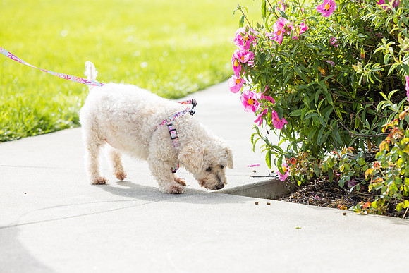 Pet Photographer Aliso Viejo - Pet Photographer Oc-058