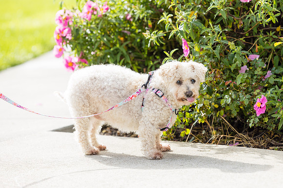 Pet Photographer Aliso Viejo - Pet Photographer Oc-063