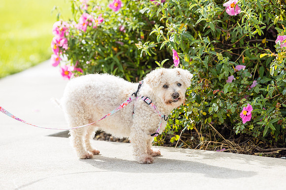Pet Photographer Aliso Viejo - Pet Photographer Oc-065