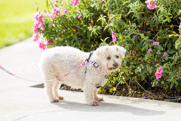 Pet Photographer Aliso Viejo - Pet Photographer Oc-064