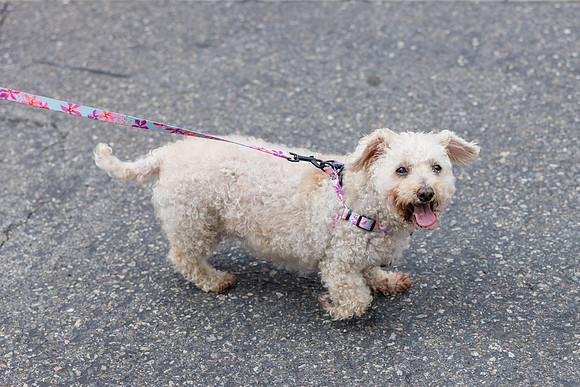 Pet Photographer Aliso Viejo - Pet Photographer Oc-112