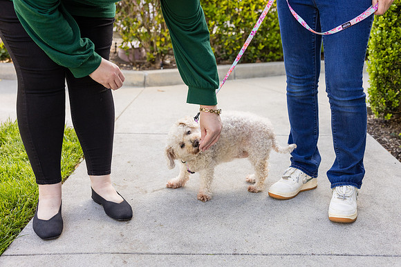 Pet Photographer Aliso Viejo - Pet Photographer Oc-008