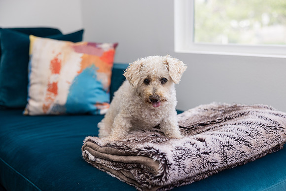Pet Photographer Aliso Viejo - Pet Photographer Oc-126
