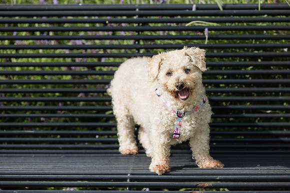 Pet Photographer Aliso Viejo - Pet Photographer Oc-079
