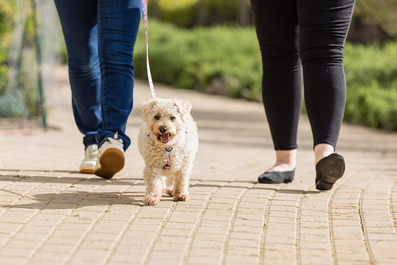 Pet Photographer Aliso Viejo - Pet Photographer Oc-100