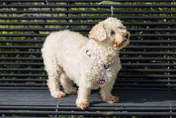 Pet Photographer Aliso Viejo - Pet Photographer Oc-080