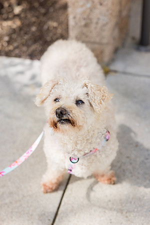 Pet Photographer Aliso Viejo - Pet Photographer Oc-057