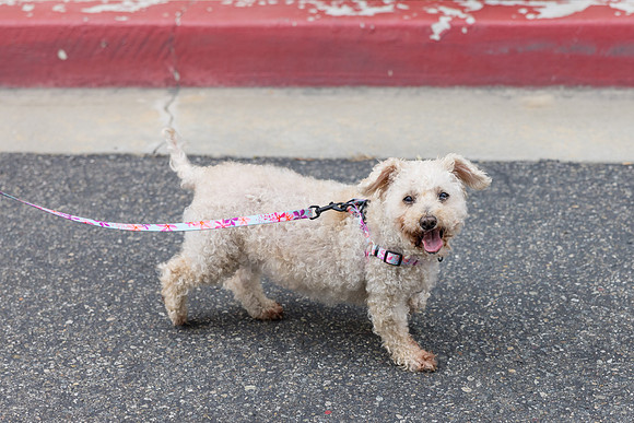 Pet Photographer Aliso Viejo - Pet Photographer Oc-107