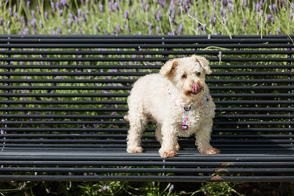Pet Photographer Aliso Viejo - Pet Photographer Oc-074