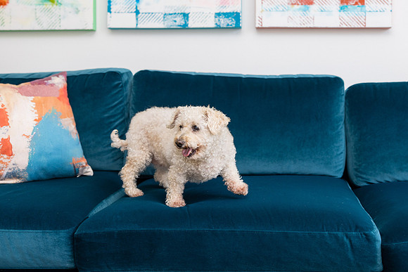 Pet Photographer Aliso Viejo - Pet Photographer Oc-129