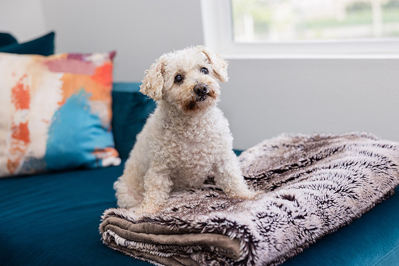 Pet Photographer Aliso Viejo - Pet Photographer Oc-124