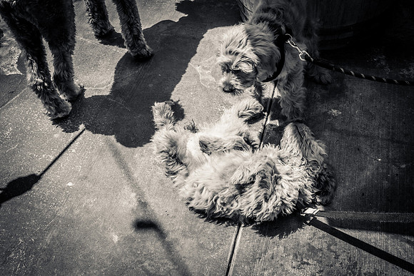 Pet Photographer Long Beach  - Trademark Brewing -107