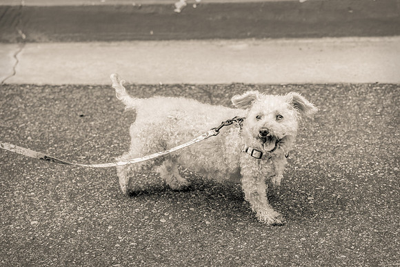 Pet Photographer Aliso Viejo - Pet Photographer Oc-109