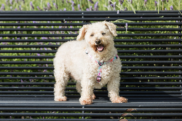 Pet Photographer Aliso Viejo - Pet Photographer Oc-072