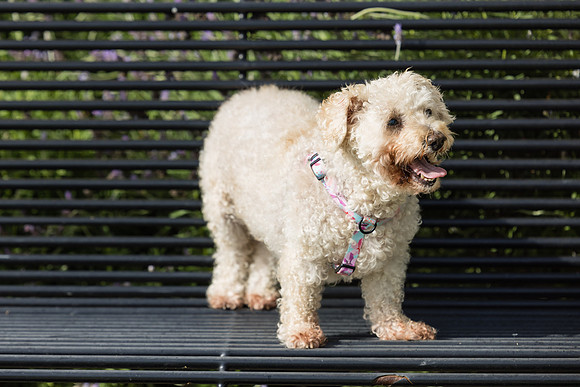 Pet Photographer Aliso Viejo - Pet Photographer Oc-078