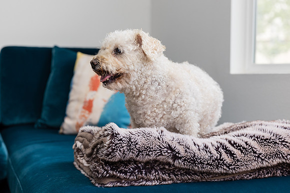 Pet Photographer Aliso Viejo - Pet Photographer Oc-116