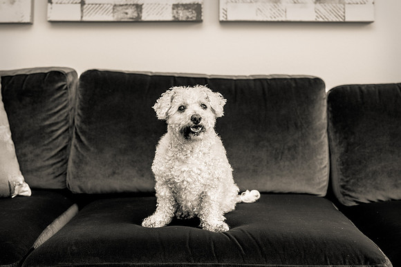 Pet Photographer Aliso Viejo - Pet Photographer Oc-133