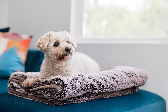 Pet Photographer Aliso Viejo - Pet Photographer Oc-120