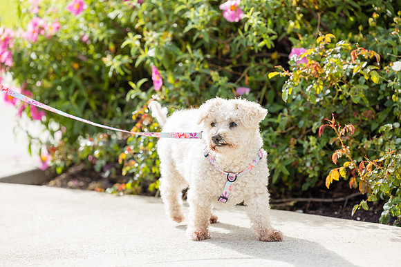 Pet Photographer Aliso Viejo - Pet Photographer Oc-069