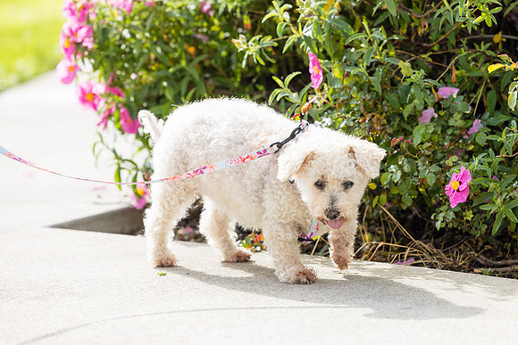 Pet Photographer Aliso Viejo - Pet Photographer Oc-062