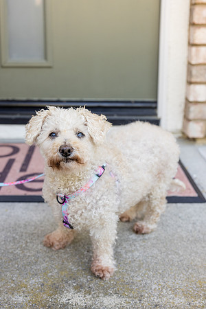 Pet Photographer Aliso Viejo - Pet Photographer Oc-001