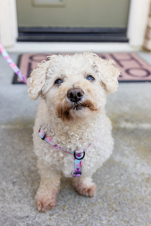 Pet Photographer Aliso Viejo - Pet Photographer Oc-002