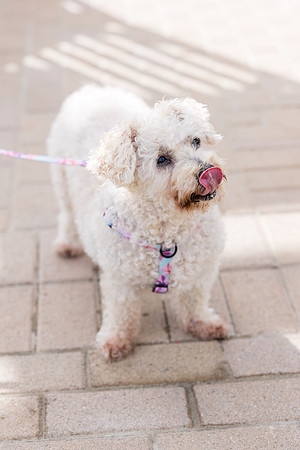 Pet Photographer Aliso Viejo - Pet Photographer Oc-101