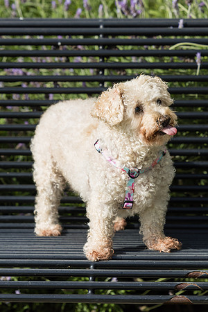 Pet Photographer Aliso Viejo - Pet Photographer Oc-076