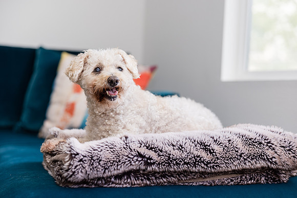 Pet Photographer Aliso Viejo - Pet Photographer Oc-117