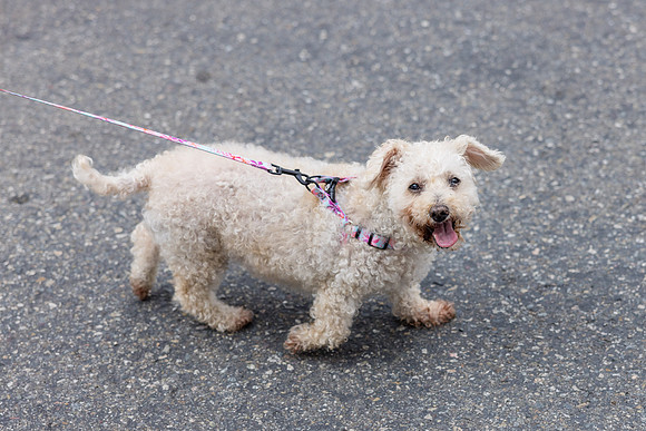 Pet Photographer Aliso Viejo - Pet Photographer Oc-113
