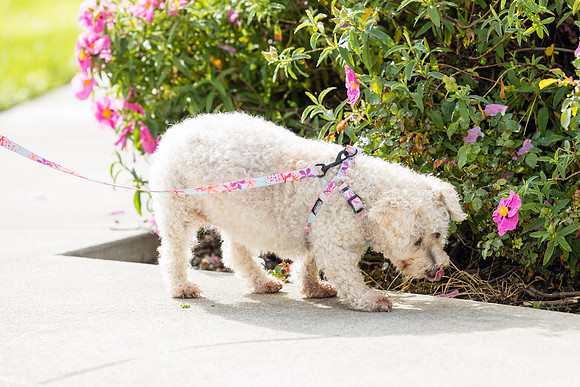 Pet Photographer Aliso Viejo - Pet Photographer Oc-061