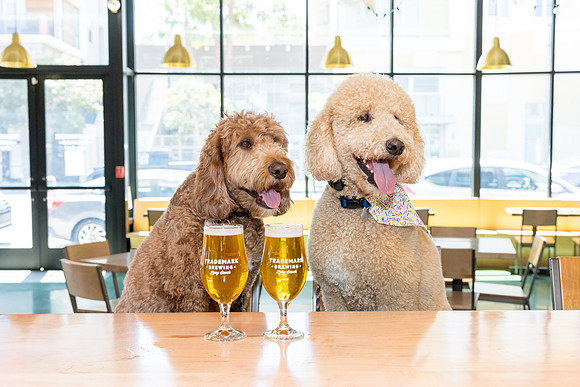 Pet Photographer Long Beach  - Trademark Brewing -049