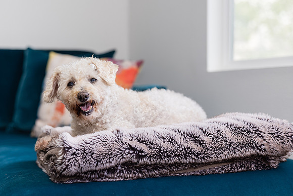 Pet Photographer Aliso Viejo - Pet Photographer Oc-119