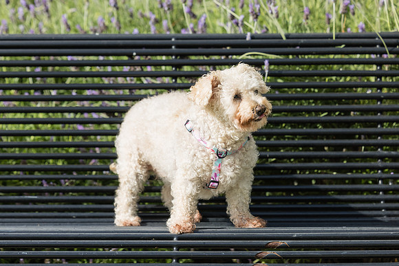 Pet Photographer Aliso Viejo - Pet Photographer Oc-073