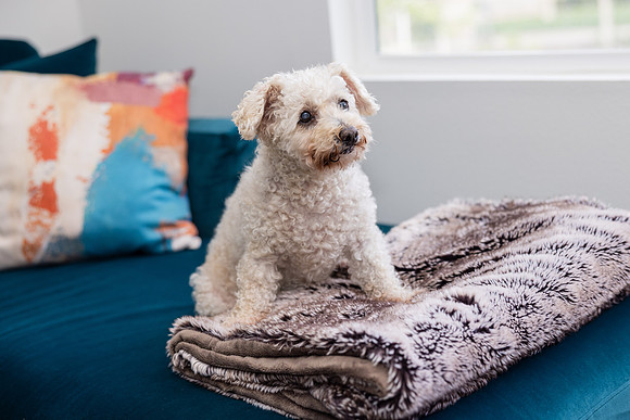 Pet Photographer Aliso Viejo - Pet Photographer Oc-123