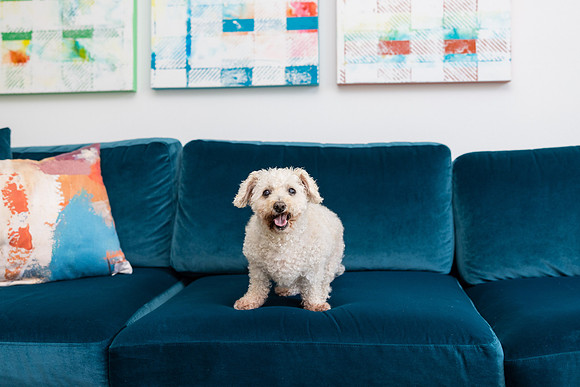 Pet Photographer Aliso Viejo - Pet Photographer Oc-130